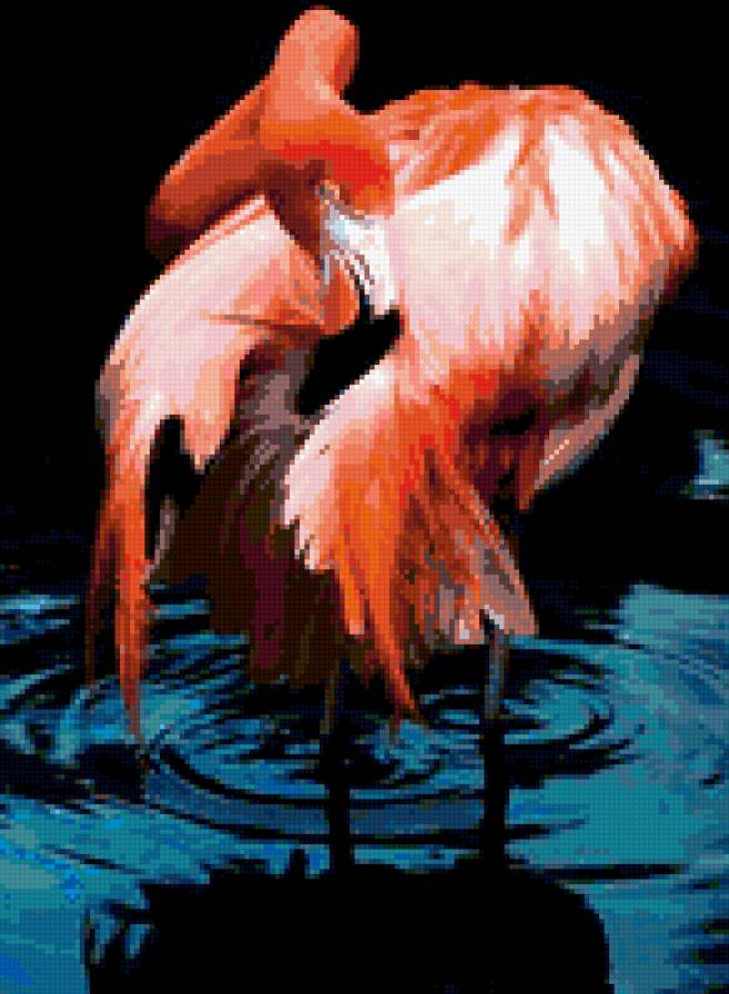 розовый фламинго1 - природа, фламинго, птицы - предпросмотр
