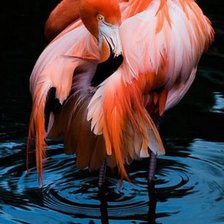 розовый фламинго1