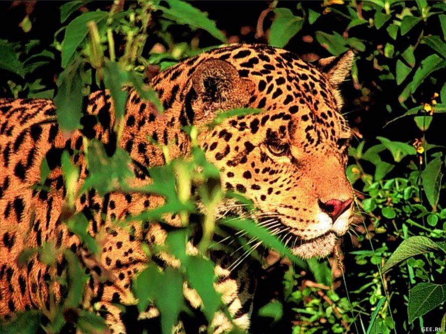 леопард в засаде - жив, природа, леопард - оригинал