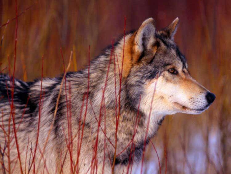 волк канадский - волк, природа, животные - оригинал