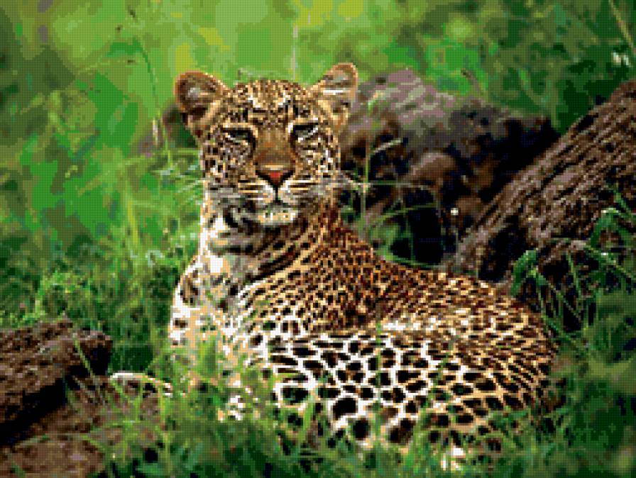леопард в джунглях - животные, природа - предпросмотр