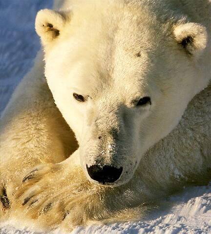 огромный белый медведь - природа, животные, медведи - оригинал