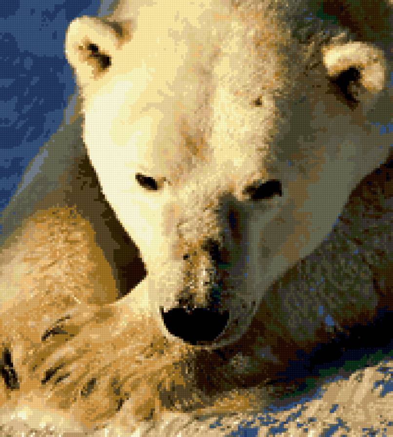 огромный белый медведь - медведи, природа, животные - предпросмотр