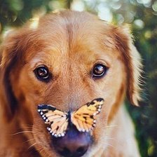 Собачка с бабочкой