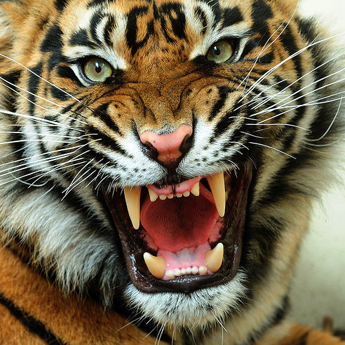 Тигр - дикие животные, тигр, кошки, хищники - оригинал