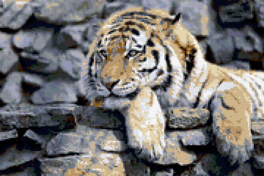 тигр - кошки - предпросмотр