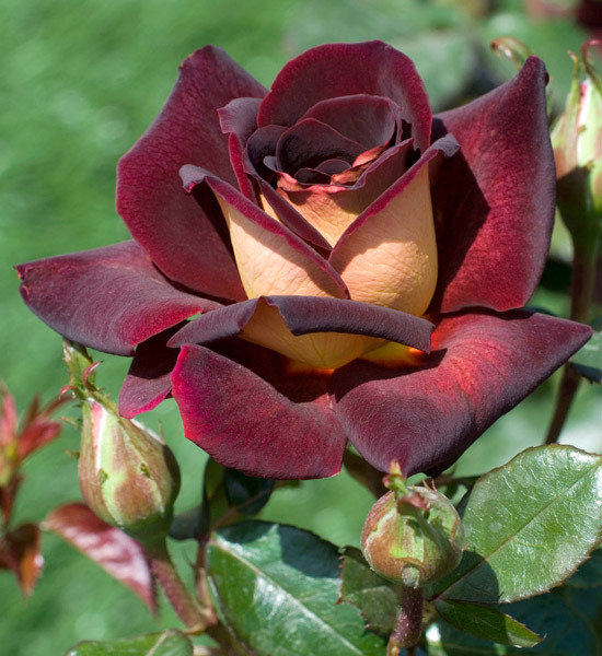 бархатная роза - роза - оригинал