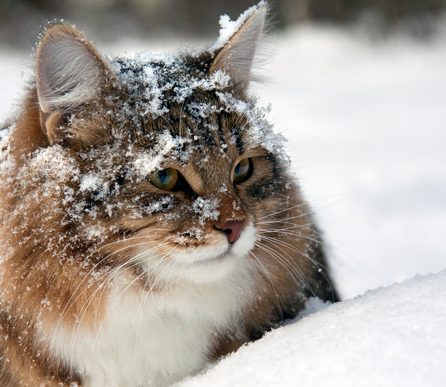 Кот в снегу - кот, зима, снег - оригинал