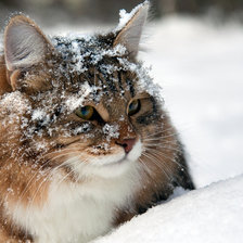 Оригинал схемы вышивки «Кот в снегу» (№397209)