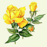 Оригинал схемы вышивки «Желтые розы» (№397493)