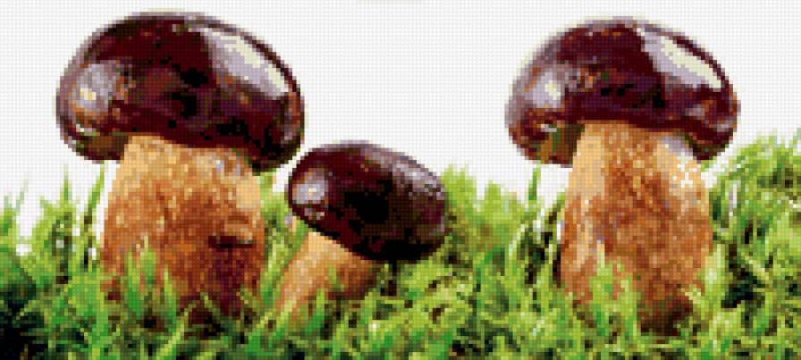 №397585 - грибы, природа - предпросмотр