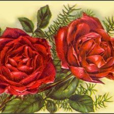 Оригинал схемы вышивки «красные розы» (№397649)