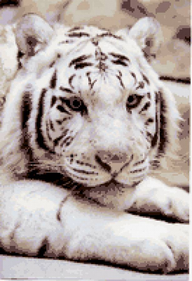 бенгальский тигр - предпросмотр