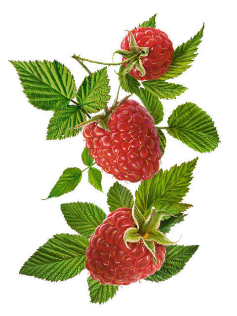 ягода-малина - оригинал