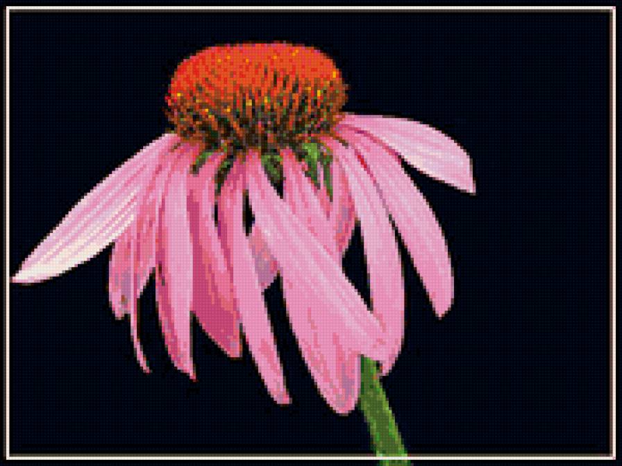 №398307 - эхинацея, цветы - предпросмотр