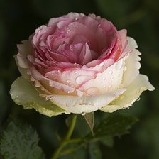 Оригинал схемы вышивки «роза» (№398311)