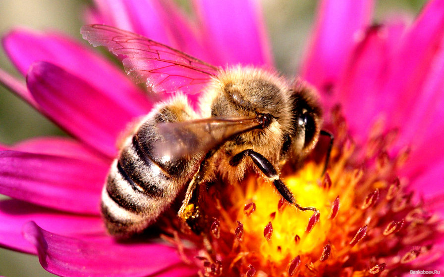 Пчела на цветке - оригинал