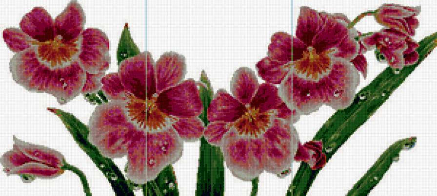 Мильтония - цветы, экзотические цветы, орхидея - предпросмотр