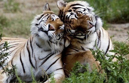 любовь. - тигры, животные - оригинал
