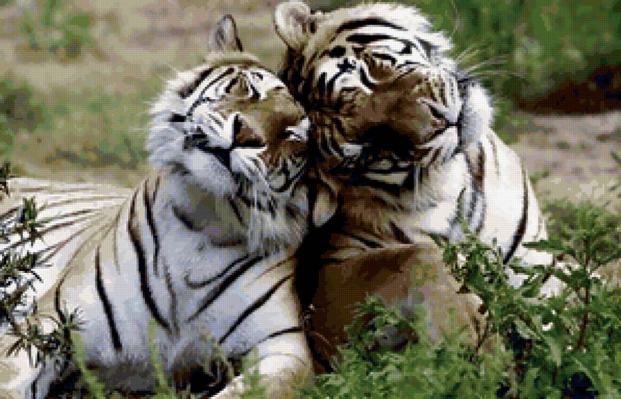 любовь. - тигры, животные - предпросмотр