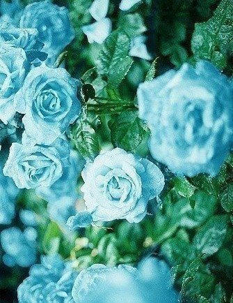 Голубые розы - розы, цветы - оригинал