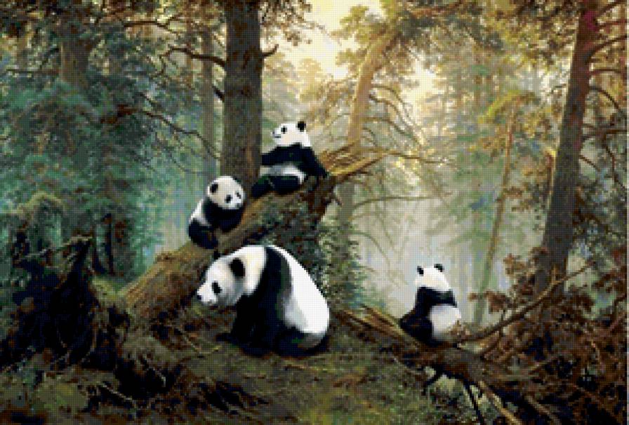 Панды в сосновом бору - пейзаж, лес, природа, животные, панда - предпросмотр