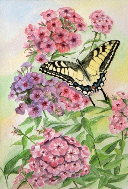 флоксы и бабочки - цветы, бабочки - оригинал