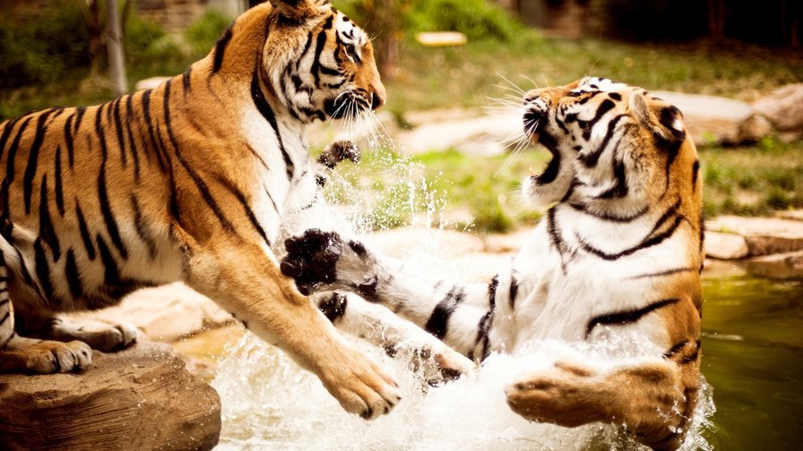Тигры - тигры, животные, тигр - оригинал