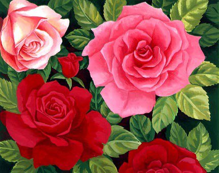 Розы - роза, розы, цветы, душистые розы, красота, розочки - оригинал