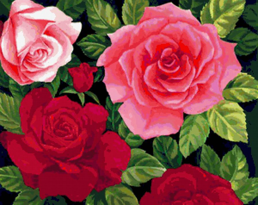 Розы - душистые розы, роза, цветы, красота, розы, розочки - предпросмотр