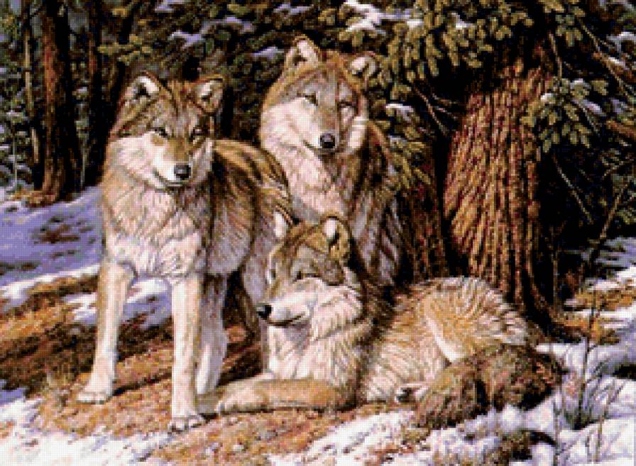 Волчья стая - животные, волк, природа - предпросмотр