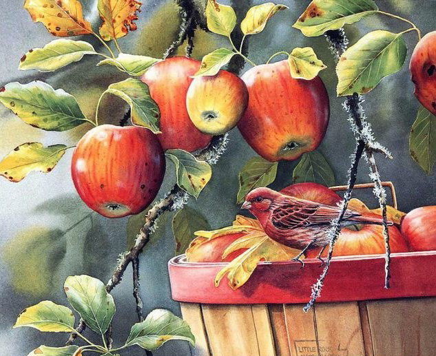 Румяные яблоки - природа, птица, яблоки - оригинал