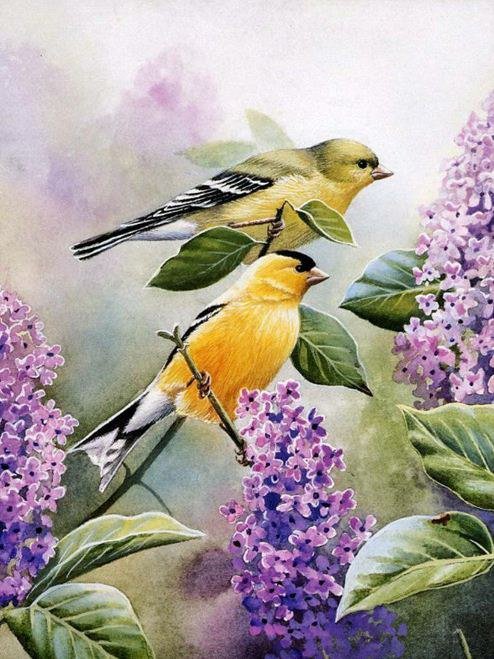 Птицы в сирени - цветы, птицы, сирень, природа - оригинал