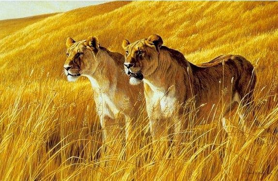 Две львицы - животные, лев, львица, природа, дикие кошки - оригинал