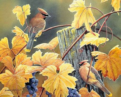 Свиристели - природа, виноград, свиристель, птицы - оригинал