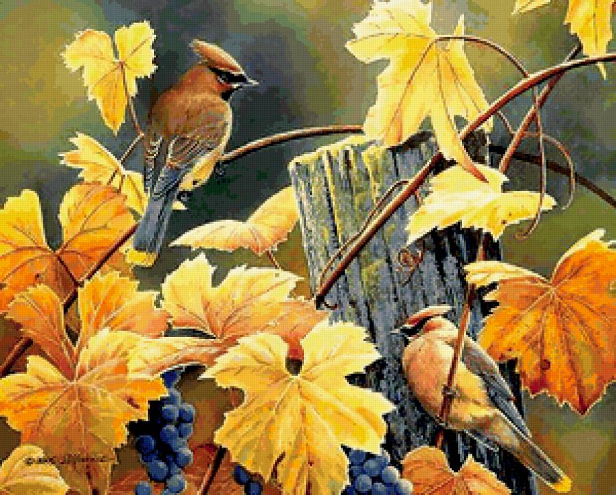 Свиристели - природа, виноград, свиристель, птицы - предпросмотр