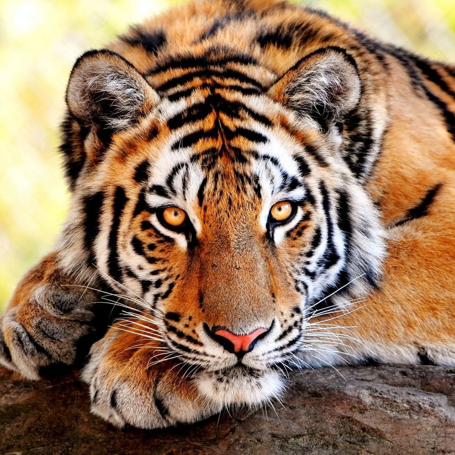 Задумчивый тигр - тигр хищник - оригинал