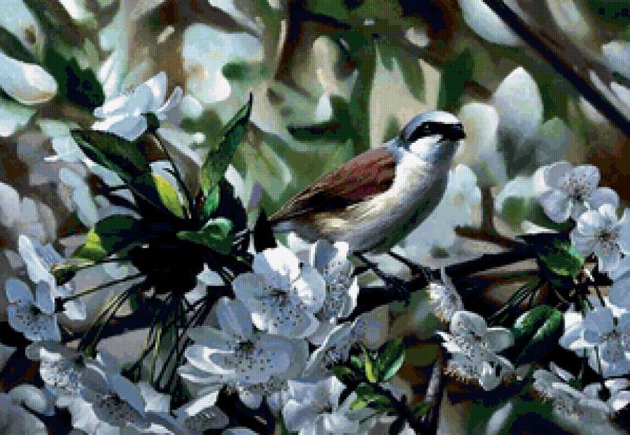 Птичка на яблоне - птица, природа, дерево, яблоня, цветы - предпросмотр