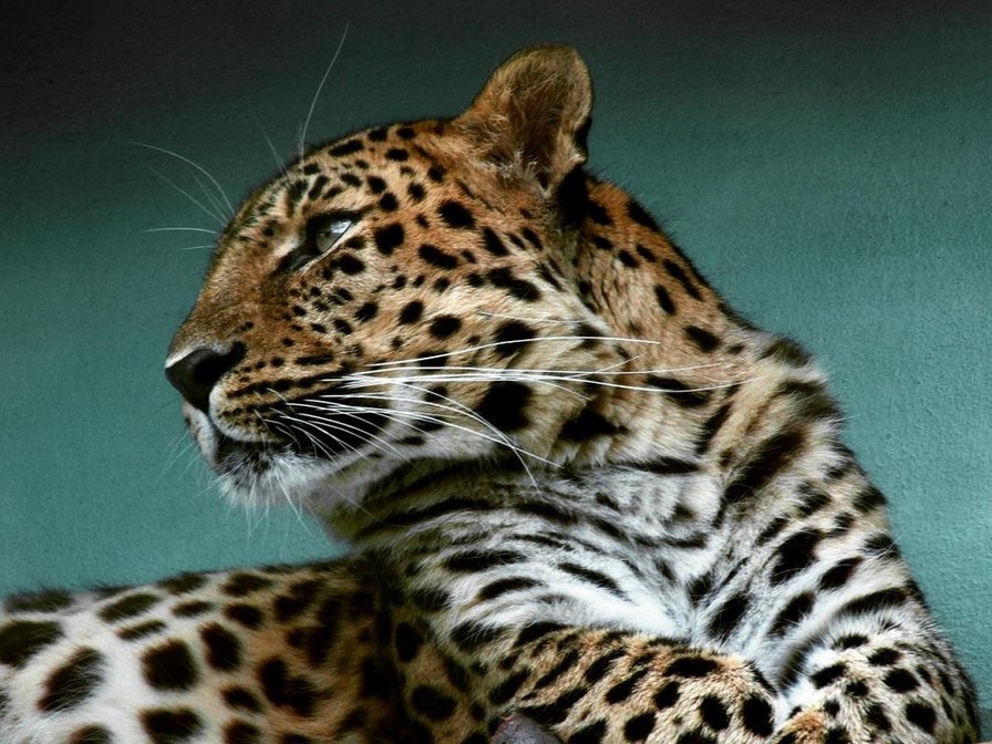 Томный лео - леопард, большие кошки - оригинал