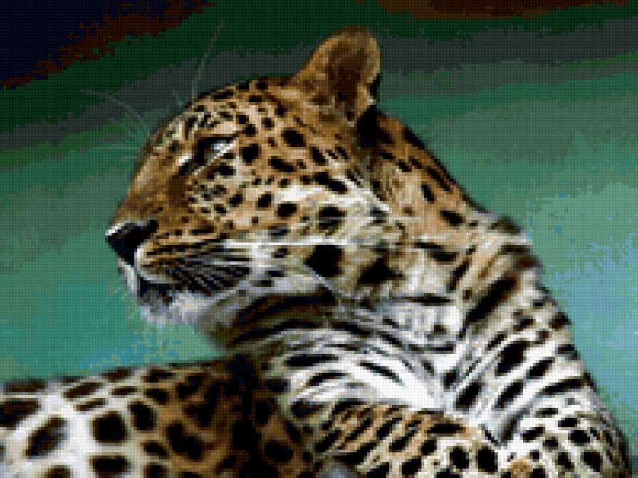 Томный лео - леопард, большие кошки - предпросмотр