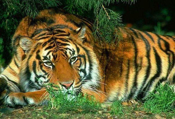 тигр - животные, кошка, звери, тигр, хищник - оригинал