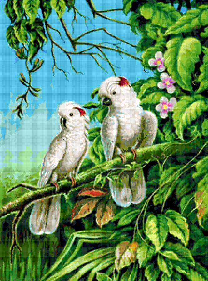 экзотические птицы - попугаи - предпросмотр