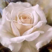 Оригинал схемы вышивки «Белая роза» (№401959)