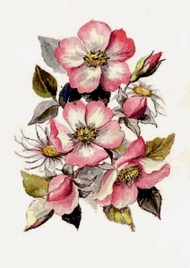 цветение шиповника - шиповник - предпросмотр