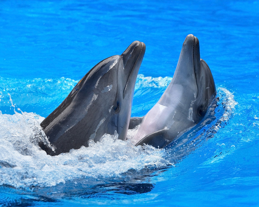дельфины - дельфин - оригинал