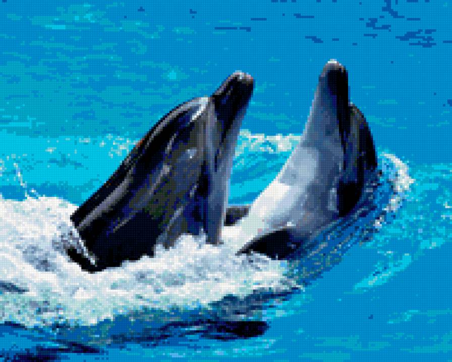 дельфины - дельфин - предпросмотр