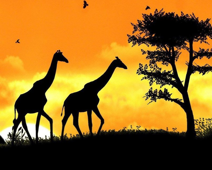 жирафи на фоне заходящего солнца - животные, закат, жирафи - оригинал