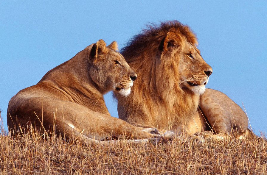 Семья лвов - лев, кошки, семья - оригинал