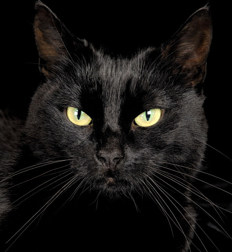 Моя Багира - черная кошка, кошка - оригинал