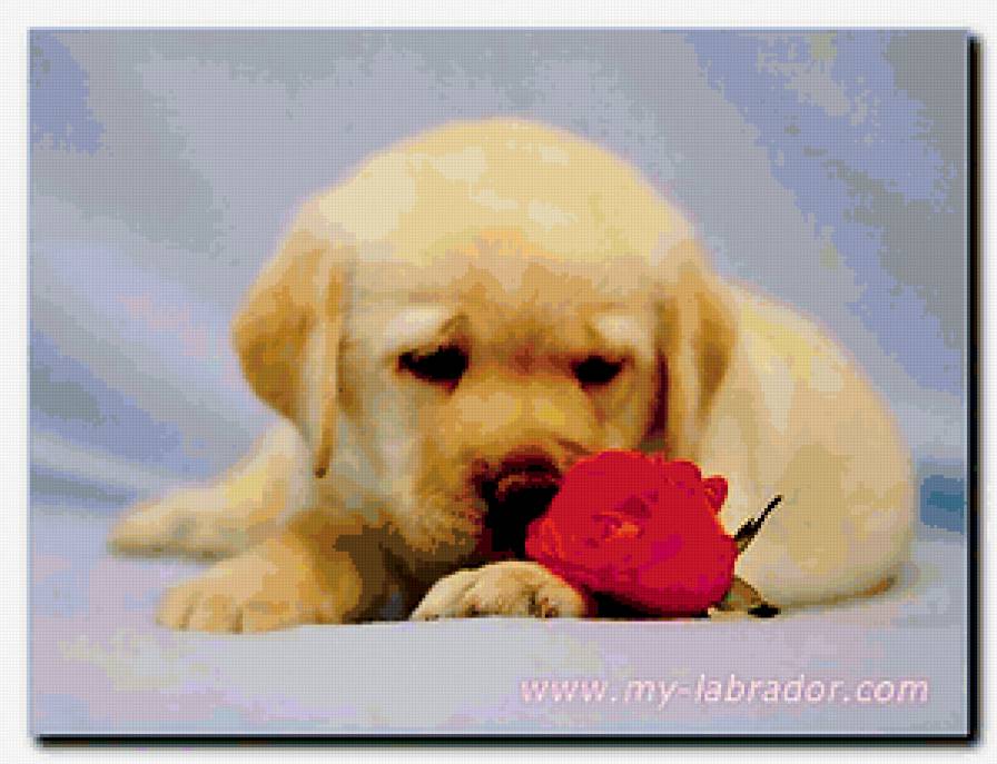 Лабрадор щенок - животные, цветы, щенки, любимцы, скучаю - предпросмотр